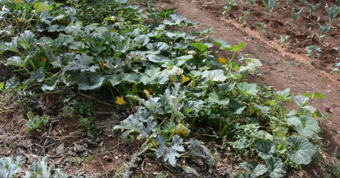 Ecco Piu' Impresa, il bando per i giovani agricoltori